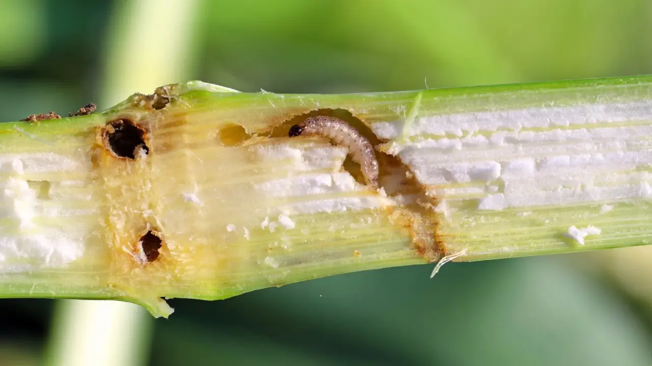 Como os agricultores estão lutando