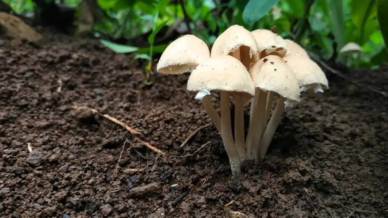 Crescendo cogumelos para melhorar o solo: como funciona