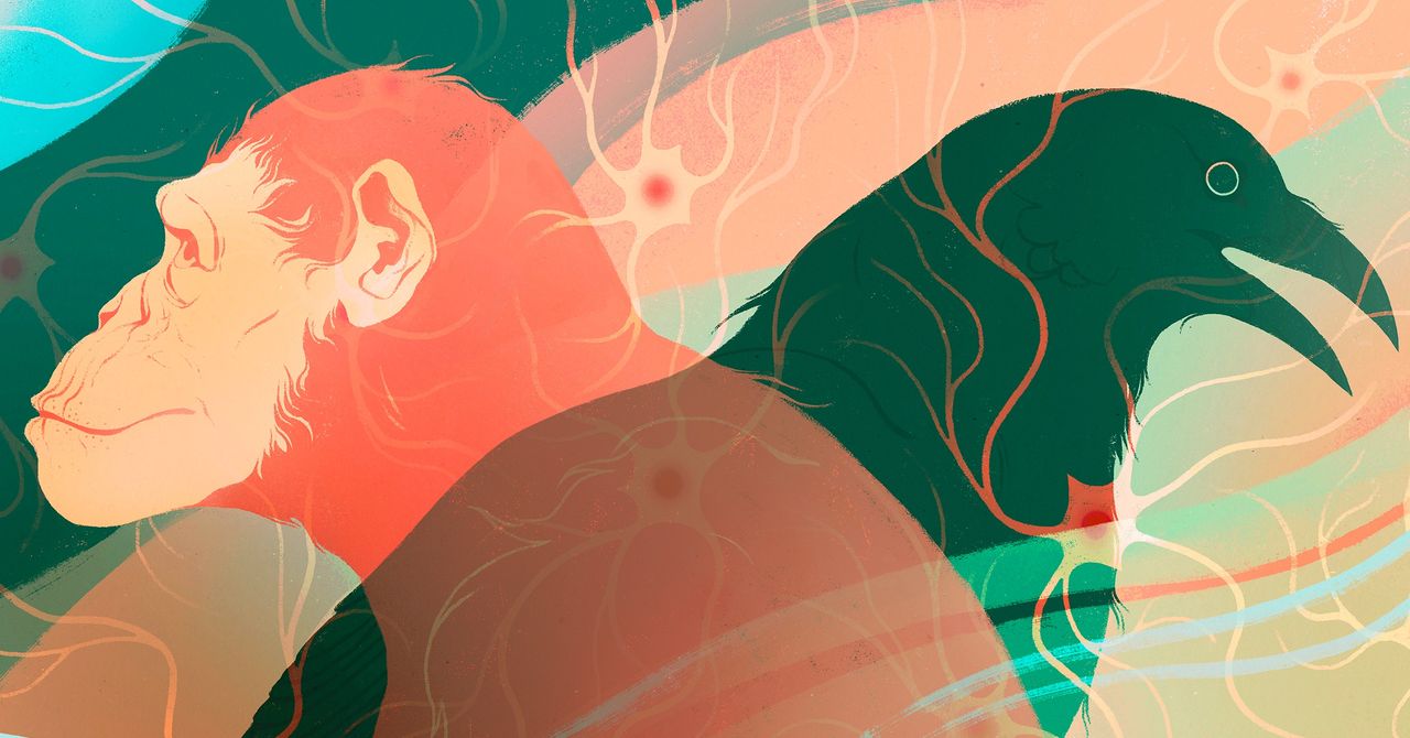 A inteligência na Terra evoluiu independentemente pelo menos duas vezes