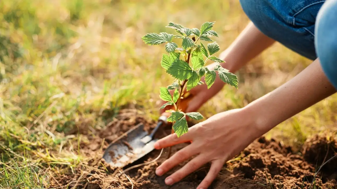 7 culturas perenes para plantar em maio