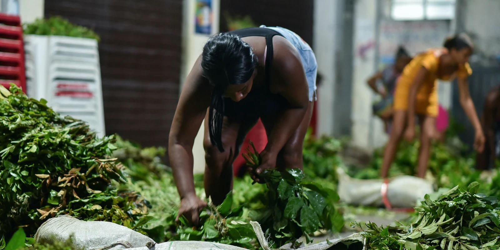 Documentário “Jornada das Folhas” estreia em Salvador