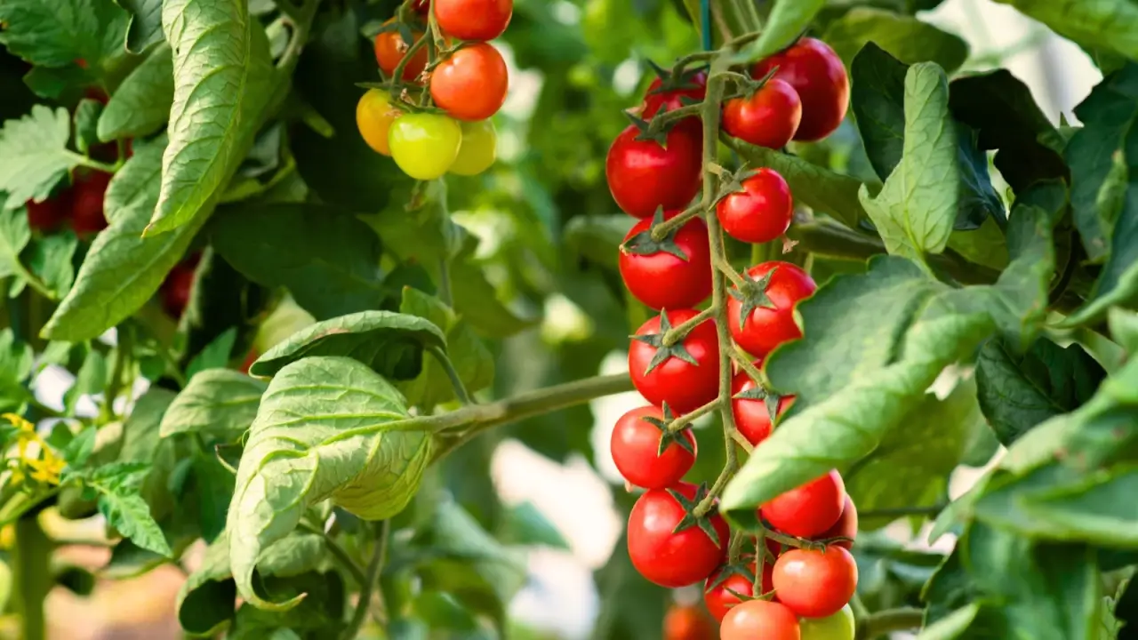 9 tomates vencedores de prêmios para plantar em junho