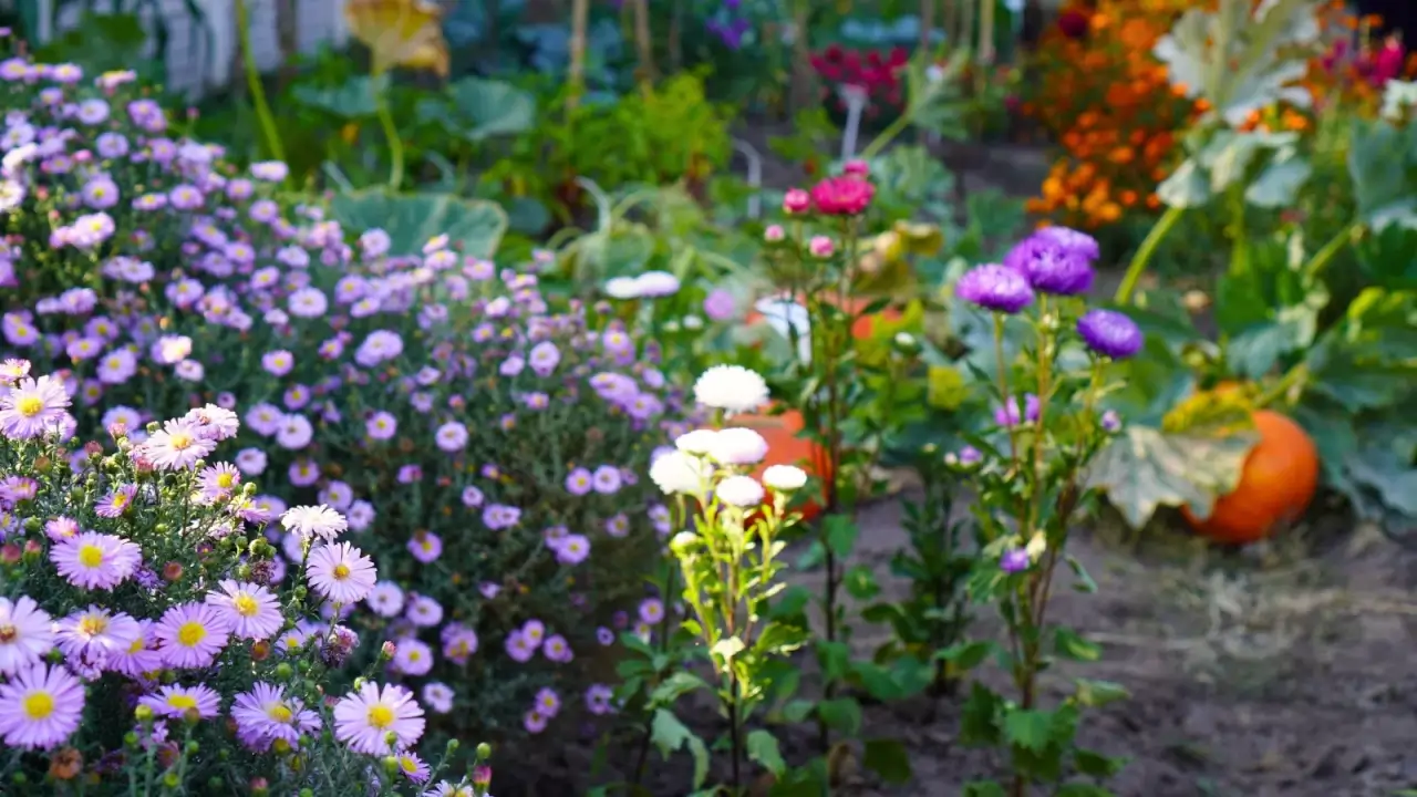 11 Flores que você deve plantar ao longo de sua horta