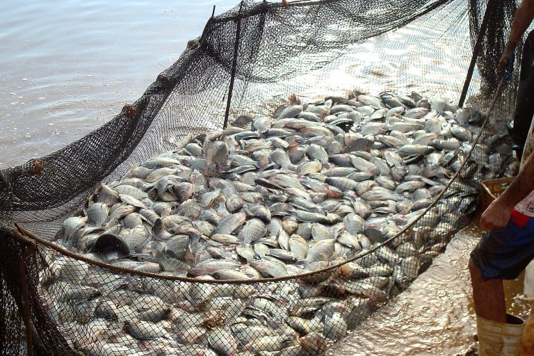 Comissão debate impactos da indústria fóssil sobre a pesca – Notícias