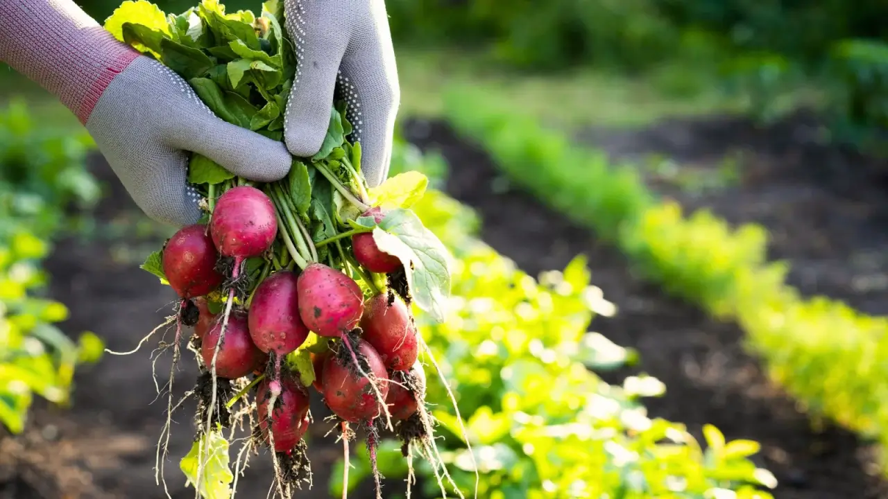 9 culturas para semear em setembro