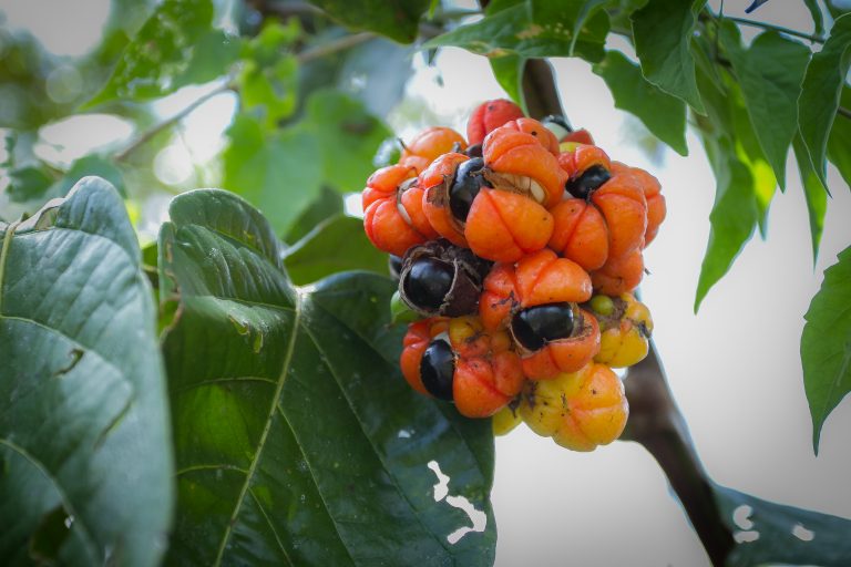 Lei reconhece Maués, no Amazonas, como Capital Nacional do Guaraná – Notícias