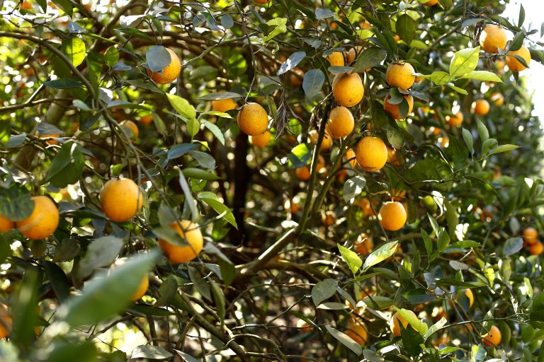 Governo libera R$ 83,5 milhões para o combate a pragas e doenças em animais ou plantas – Notícias