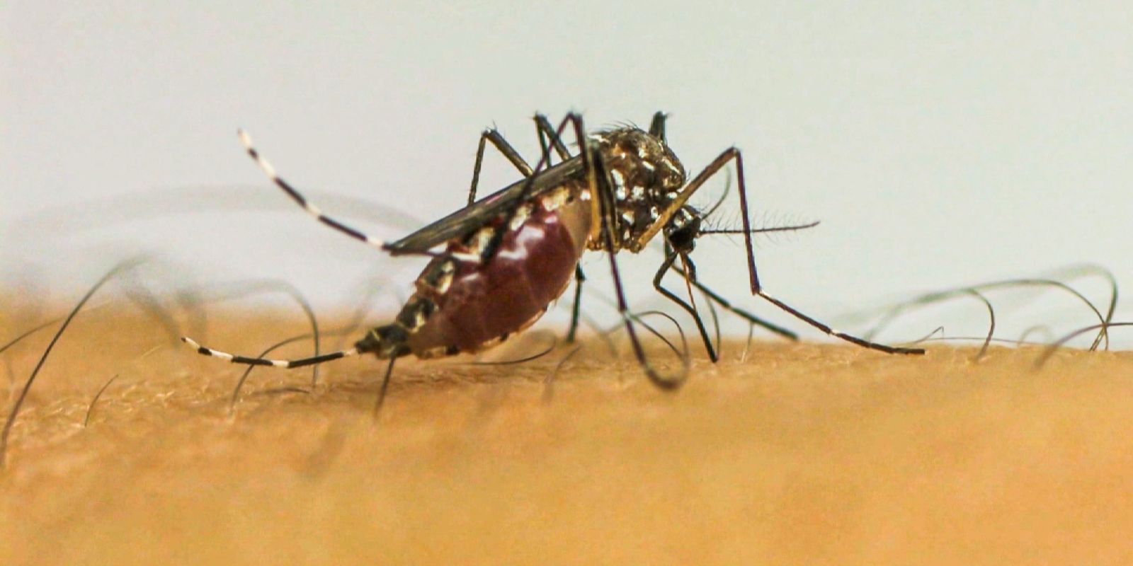 Vírus da chikungunya afeta crianças e adolescentes e deixa sequelas