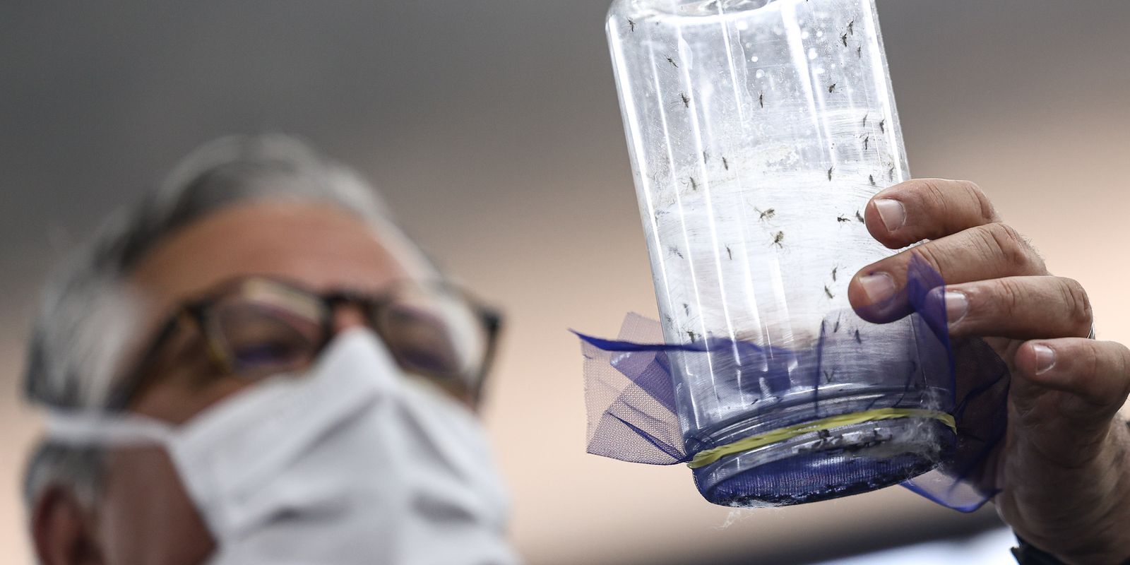Fábrica de mosquitos oferece tecnologias para redução da dengue