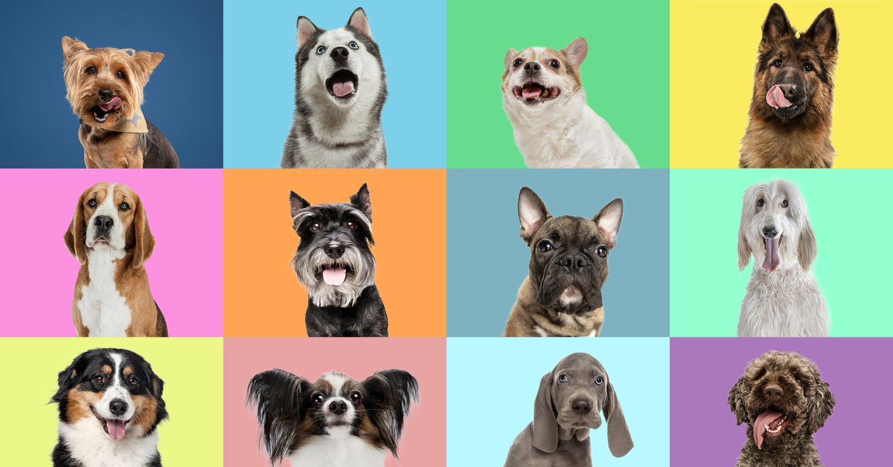 ‘DNA de lobo’ se esconde em muitas raças de cães modernos