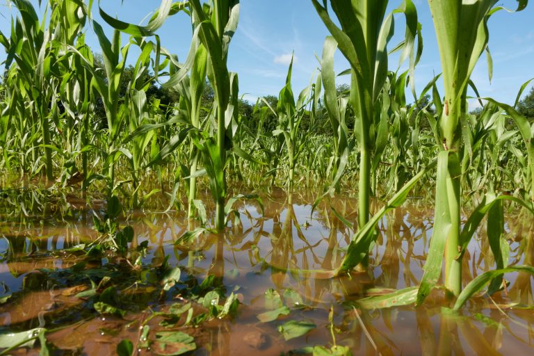 Retrospectiva 2025: aprovada ampliação do acesso de agricultores familiares ao Garantia-Safra – Notícias