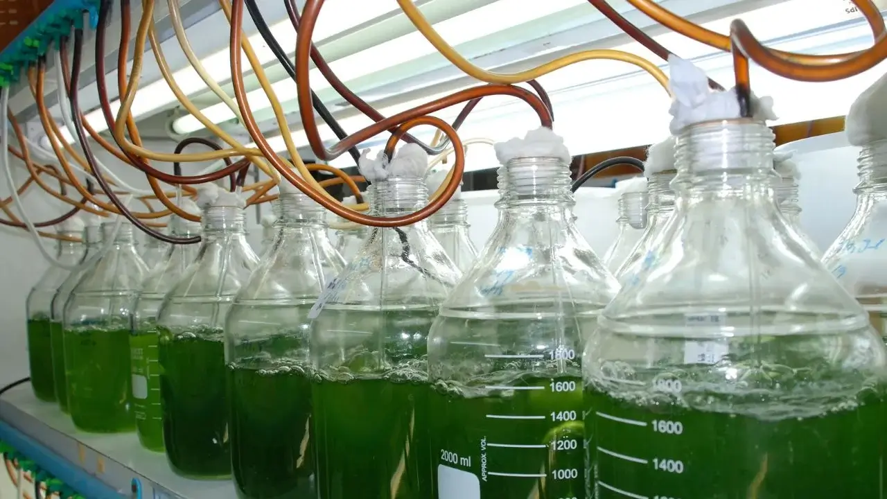 O novo superalimento com pegada ambiental mínima