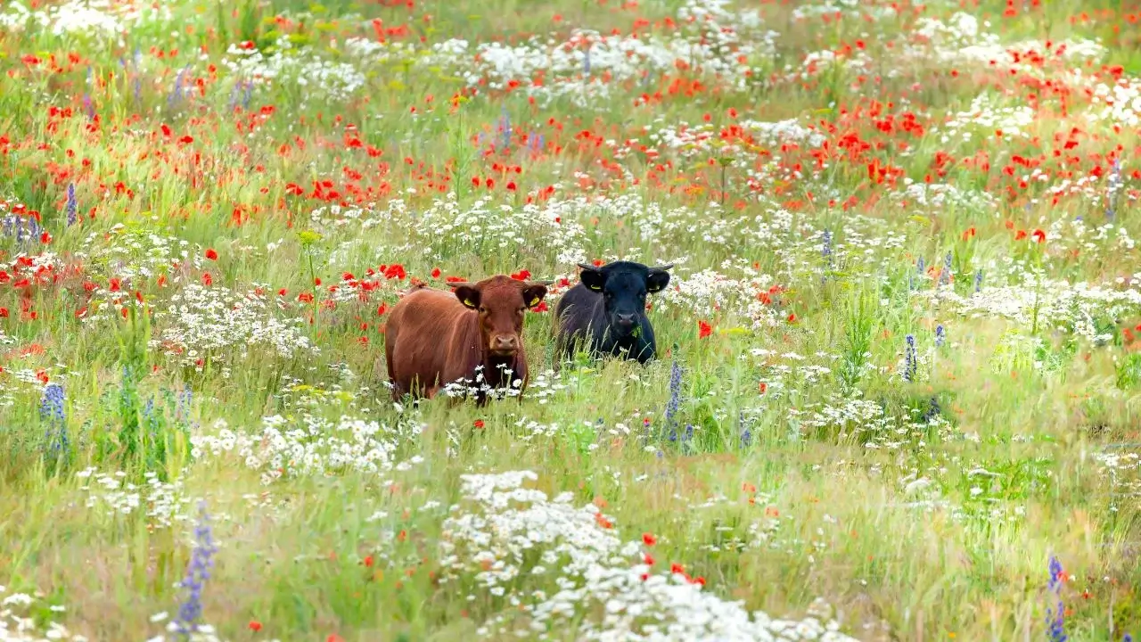 5 estratégias agroambientais que evitam a perda de espécies