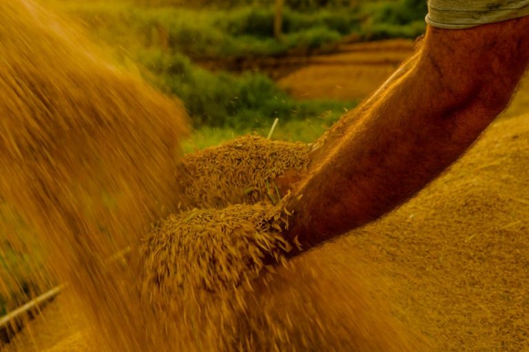 Lei reconhece Mirim Doce, em Santa Catarina, como Capital Nacional do Melhor Arroz – Notícias