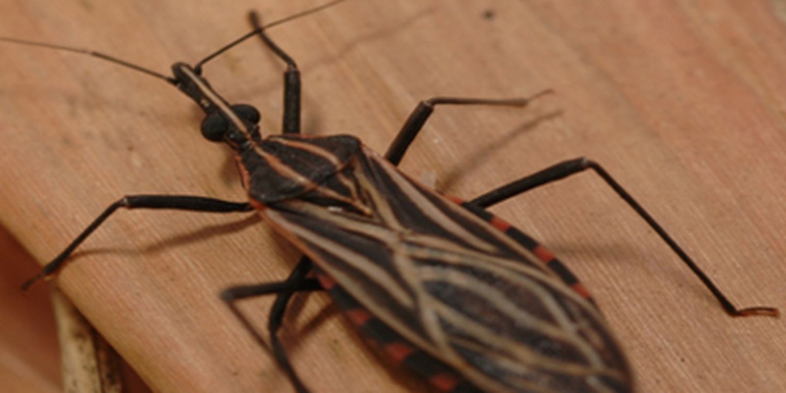 Ananindeua, no Pará, tem surto de casos da doença de Chagas