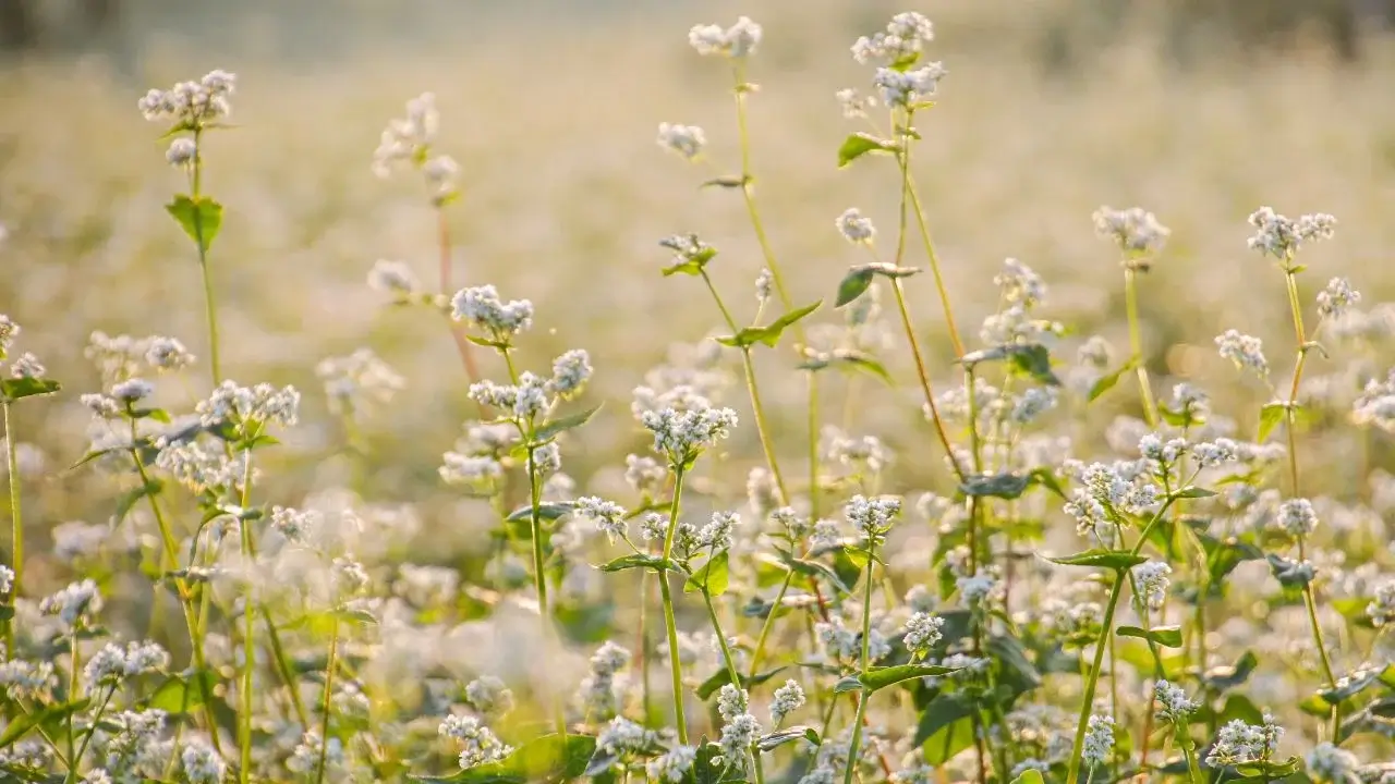5 culturas de cobertura que você pode plantar em fevereiro