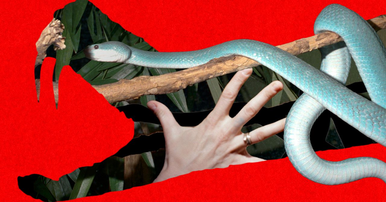 Snake Bros continua sendo mordido por seus animais de estimação letais. Somente os zoológicos podem salvá-los