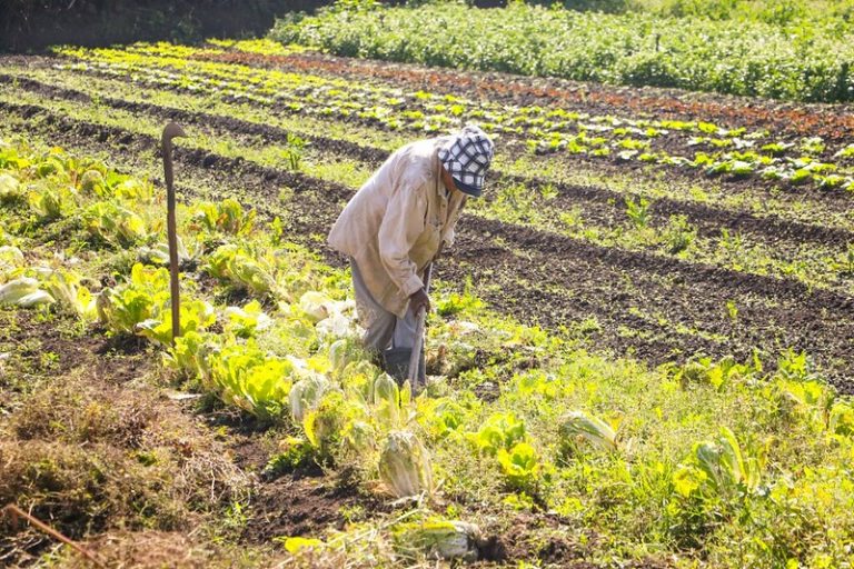 Medida provisória que concedia crédito extra à agricultura familiar perde a validade – Notícias