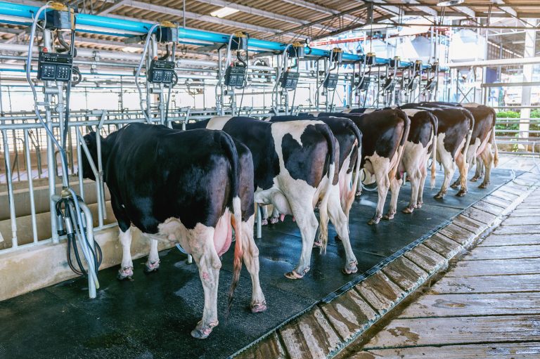 Comissão debate criação de fundo para a cadeia produtiva do leite – Notícias