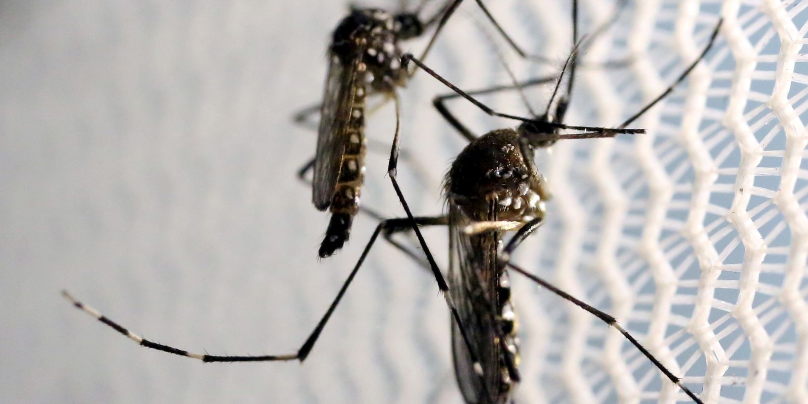 Estado de SP confirma mais duas mortes por febre amarela
