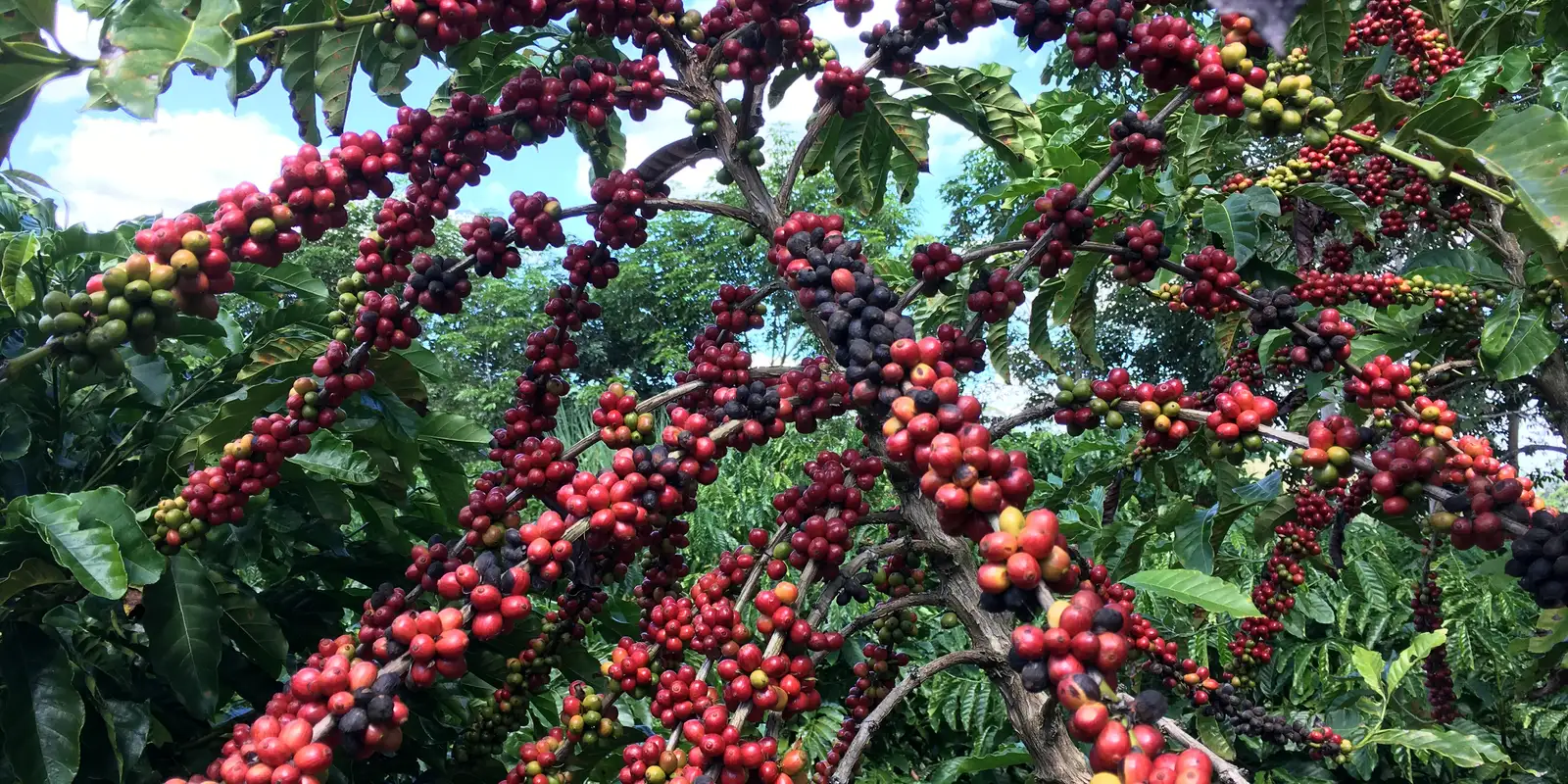 Exigências regulatórias da UE podem embarreirar pequenos cafeicultores