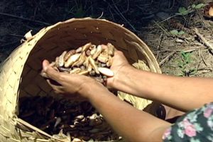 Lei que reconhece ofício de quebradeiras de coco babaçu como manifestação cultural é sancionada – Notícias