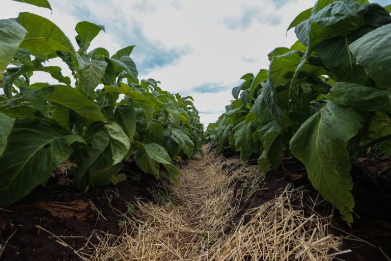Comissão debate cadeia produtiva do tabaco no Brasil – Notícias