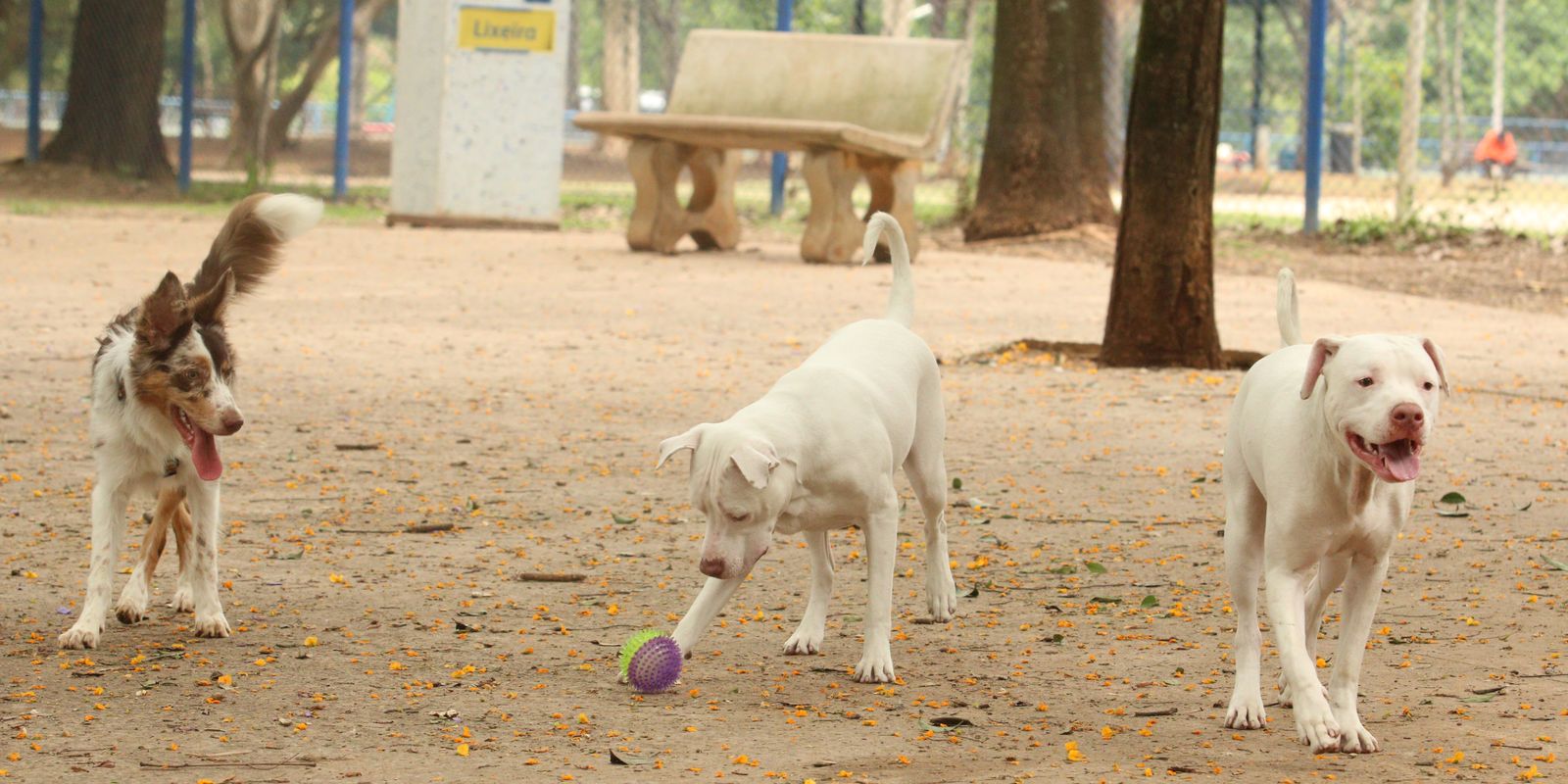 Lei torna crime exercício ilegal da medicina veterinária