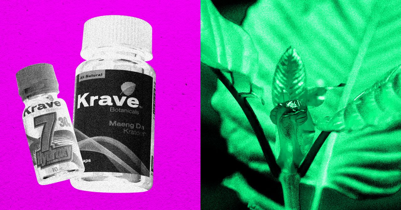 A DEA planeja proibir o composto 7-OH do Kratom semelhante aos opióides